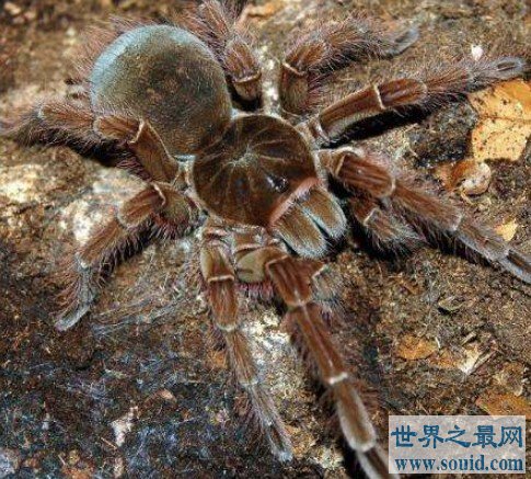 世界上最大的蜘蛛，蜢蜘张开爪子可达38厘米宽