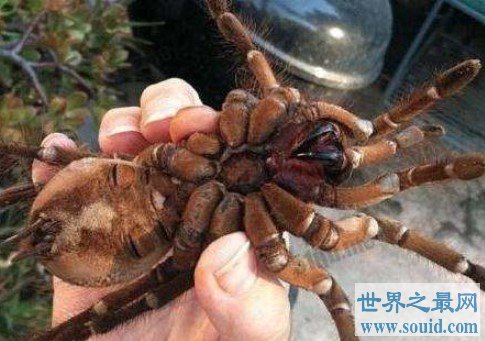 世界上最大的蜘蛛，蜢蜘张开爪子可达38厘米宽(www.gifqq.com)