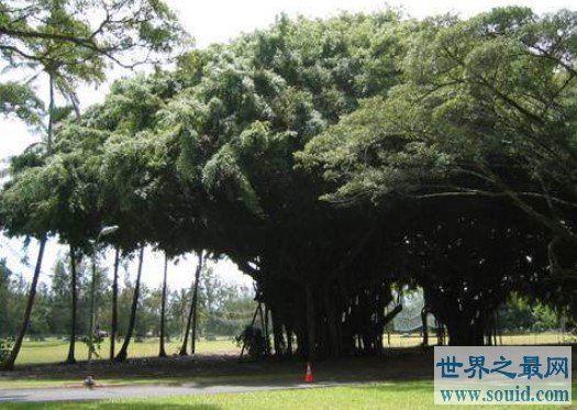 世界上最大的树冠，孟加拉榕树有半个足球场大(www.gifqq.com)