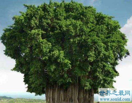 世界上最大的树冠，孟加拉榕树有半个足球场大(www.gifqq.com)
