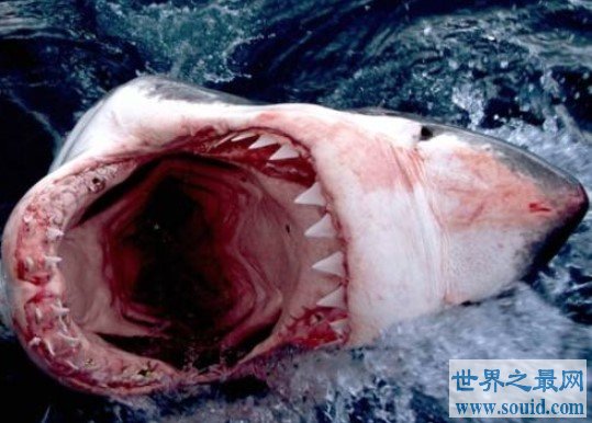 世界上最大的虎鲨，却被抓到它的人宰杀(www.gifqq.com)