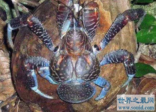 世界上最大的陆生螃蟹，椰子蟹(www.gifqq.com)