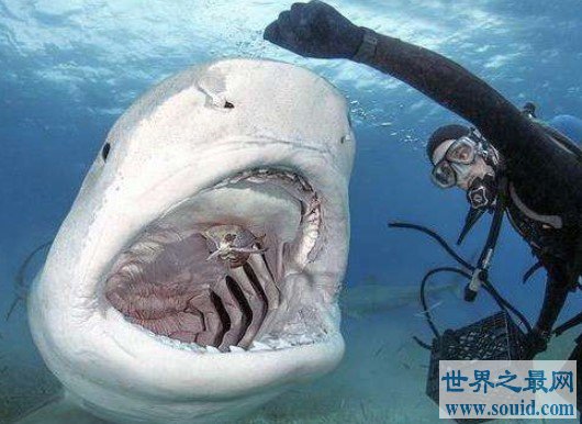 世界上最大的虎鲨，却被抓到它的人宰杀(www.gifqq.com)