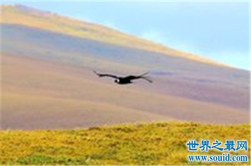 世界上飞得最高的鸟，他们都可以和天空肩并肩(www.gifqq.com)