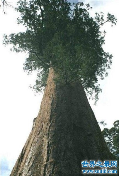 世界上最高的树排行前十名，澳洲杏仁桉有52层楼高(www.gifqq.com)