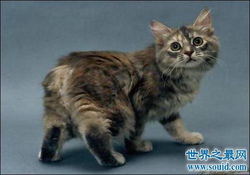 世界上血统最高贵的猫，就算有也养不起啊。(www.gifqq.com)