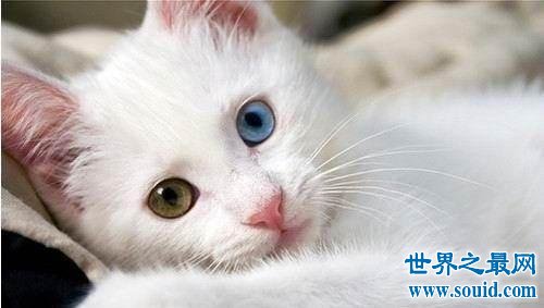 世界上血统最高贵的猫，就算有也养不起啊。(www.gifqq.com)