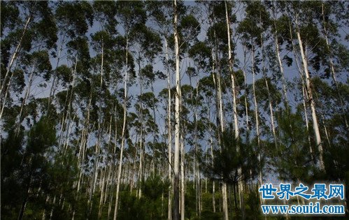 世界上最高的树，52层楼高，每天能蒸发1000斤水(www.gifqq.com)