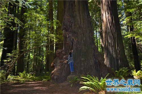 世界上最高的树排行榜，站在树下你会感受到自己的渺小(www.gifqq.com)