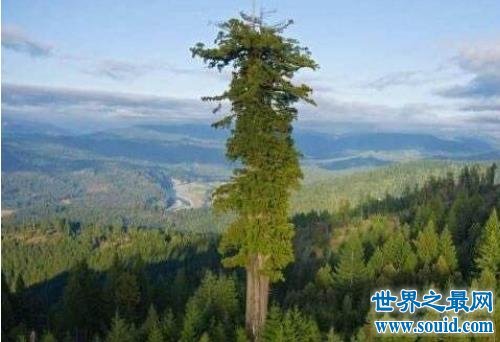 世界上最高的树，澳洲杏仁桉树高达156米！(www.gifqq.com)