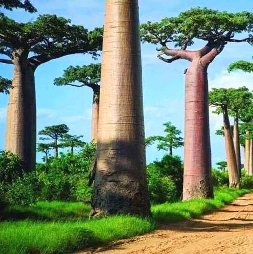 世界上最高的树，澳洲杏仁桉树高达156米！(www.gifqq.com)