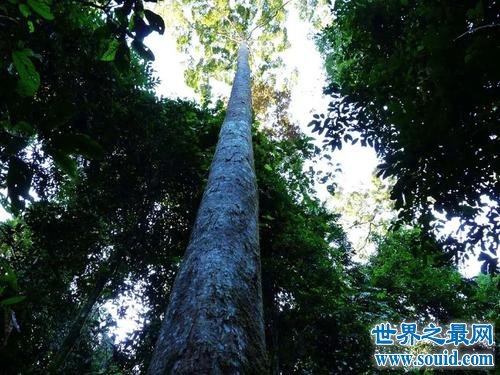 世界上最高的树，澳洲杏仁桉树高达156米！