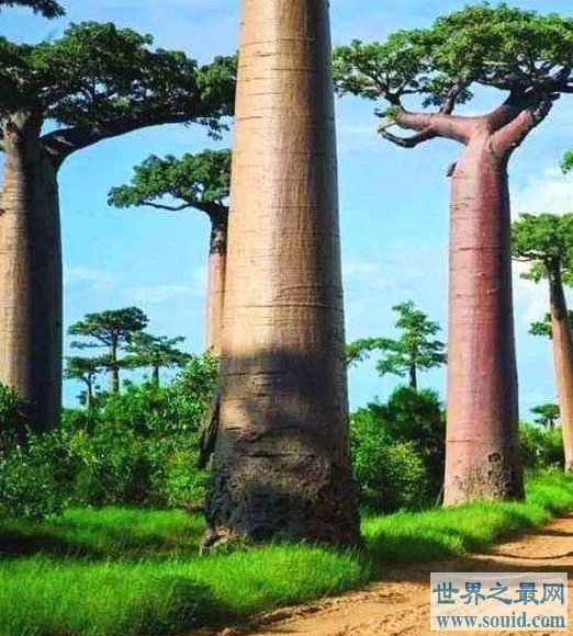 世界上最高的树，一年需要水分150吨