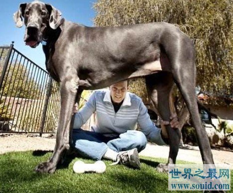 世界上最高的狗，站立高度可达220厘米