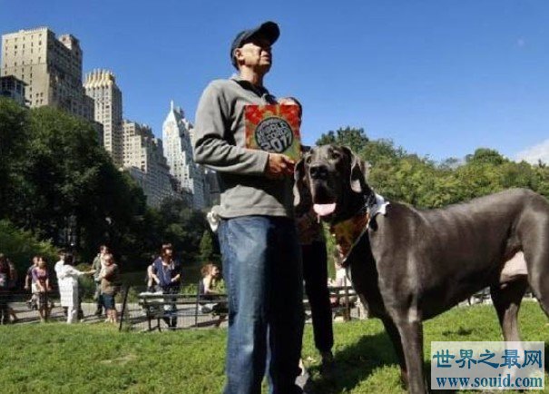 世界上最高的狗，站立高度可达220厘米(www.gifqq.com)
