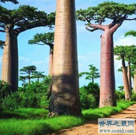 世界上最高的树，高达156米，相当于50层楼高