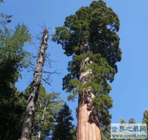 世界上最高的树，高达156米，相当于50层楼高(www.gifqq.com)