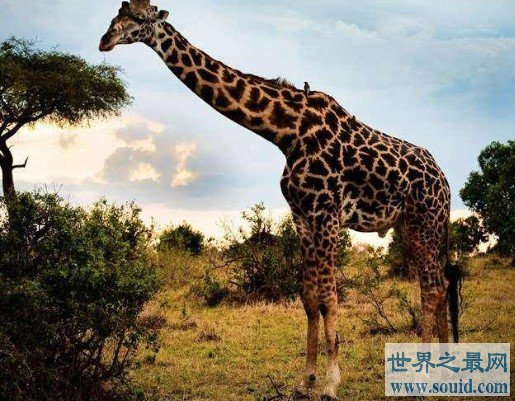 世界最高长颈鹿，身高达到了6米(www.gifqq.com)
