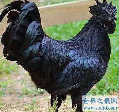 世界上最贵的鸡，重金难买！(www.gifqq.com)