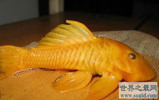世界身价最贵的异型鱼，用24k黄金来形容它都不为过(www.gifqq.com)