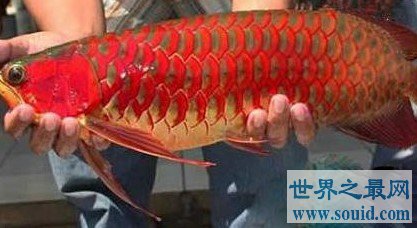 世界上最贵的观赏鱼，一条血红龙被卖出500万元