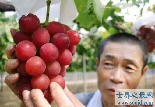 世界上最贵的葡萄，浪漫红宝石葡萄价格高达110万日元