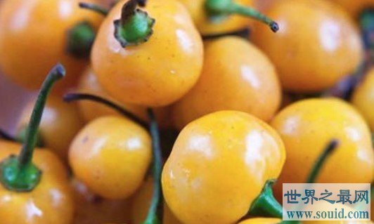 世界上最贵的辣椒，要价25000美刀一公斤(www.gifqq.com)