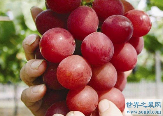 世界上最贵的葡萄，浪漫红宝石葡萄价格高达110万日元(www.gifqq.com)