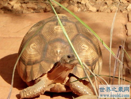 全世界上最贵的乌龟 安哥洛卡象龟一公分1000美金(www.gifqq.com)