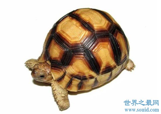 全世界上最贵的乌龟 安哥洛卡象龟一公分1000美金(www.gifqq.com)