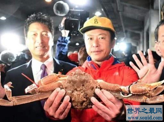 日本螃蟹500万 史上最贵天价螃蟹竞拍出炉(www.gifqq.com)