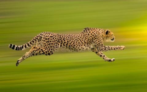 陆地上速度最快的十种动物，只有跑车能赶得上了！