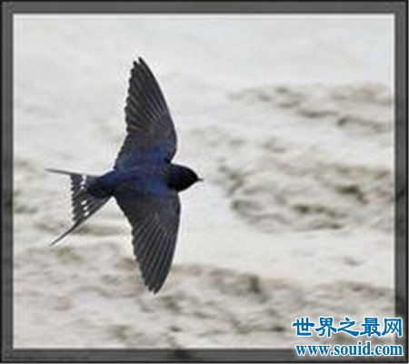 世界上飞的最快的鸟  最快速度竟和高铁有的一拼(www.gifqq.com)