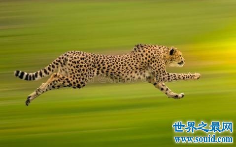 陆地上速度最快的十种动物，只有跑车能赶得上了！(www.gifqq.com)