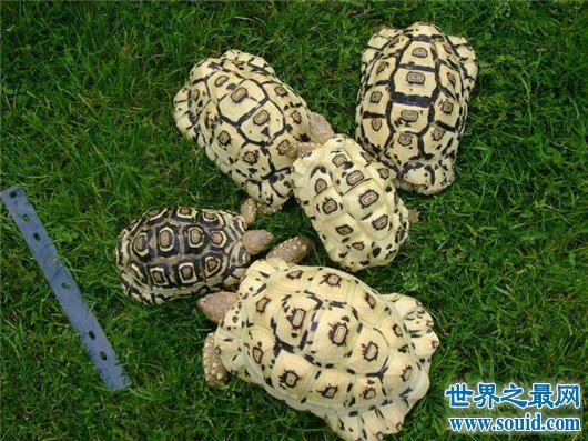 世界上爬行最快的乌龟，速度达0.28米/秒，堪称龟界博尔特(www.gifqq.com)
