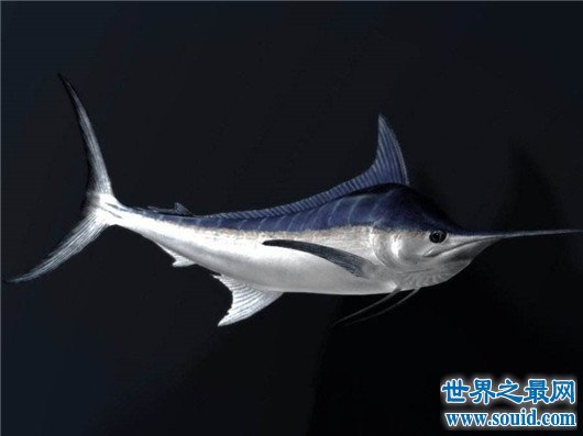世界上游得最快的鱼，金枪鱼瞬时速度可达160km/h（却是被逼无奈）(www.gifqq.com)