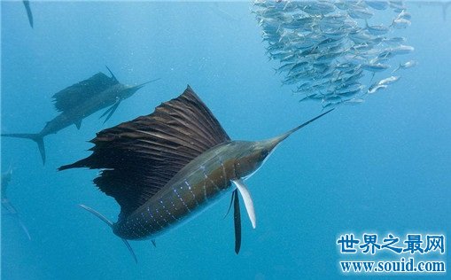 世界上游得最快的鱼，金枪鱼瞬时速度可达160km/h（却是被逼无奈）(www.gifqq.com)
