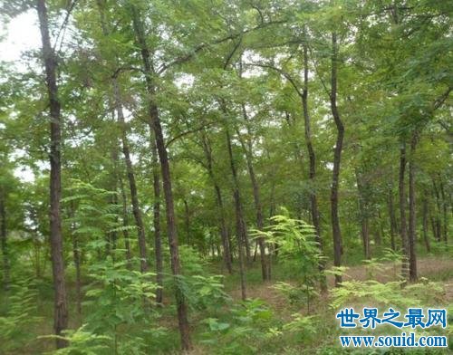 世界上生长最快的树，一年就可以长到6米高(www.gifqq.com)