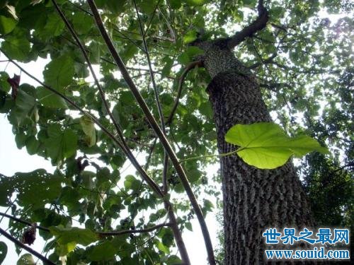 世界上生长最快的树，一年就可以长到6米高(www.gifqq.com)