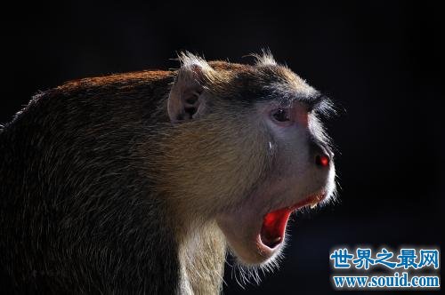 世界上跑的最快的猴子，每小时能达到50公里！(www.gifqq.com)
