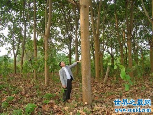 世界上生长最快的树，长到100米只需要几个月(www.gifqq.com)
