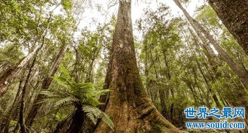 世界上生长最快的树，长到100米只需要几个月(www.gifqq.com)