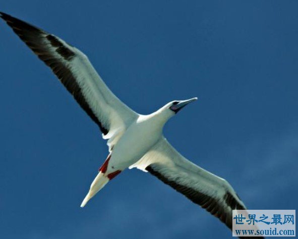 世界上飞行最快的鸟，灵活的军舰鸟(www.gifqq.com)