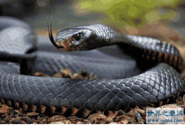 世界上速度最快的蛇，它的时速可以达到20千米(www.gifqq.com)