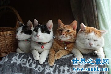 猫是种很温顺的动物 世界上最小的猫是什么样子的呢(www.gifqq.com)