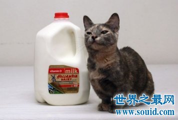 猫是种很温顺的动物 世界上最小的猫是什么样子的呢(www.gifqq.com)