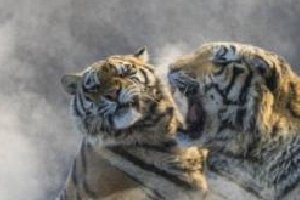 地球上体型最小的虎类——爪哇虎 人虎大战导致其灭绝