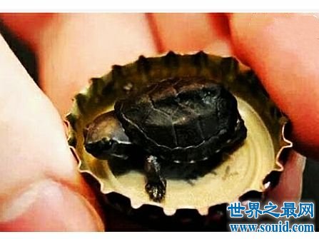 世界上最小的龟，不仔细看你可能都找不到它。(www.gifqq.com)