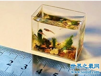 世界上最小的鱼，真的是用来塞牙缝都不够。(www.gifqq.com)