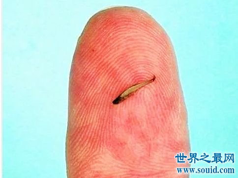 世界上最小的鱼，真的是用来塞牙缝都不够。(www.gifqq.com)